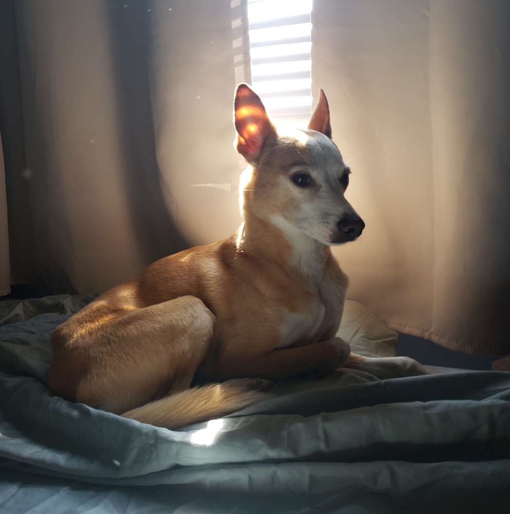 Meet your Posher, Roxy